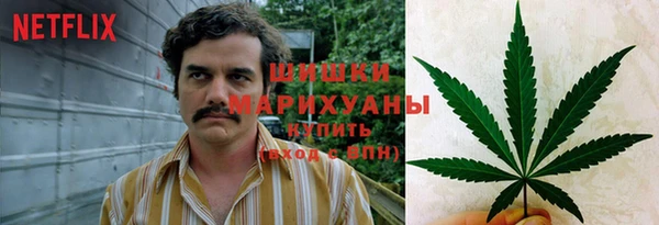 прущие грибы Вязьма