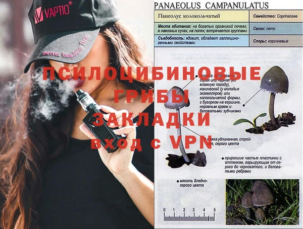прущие грибы Вязьма